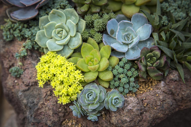 植物生長（zhǎng）燈